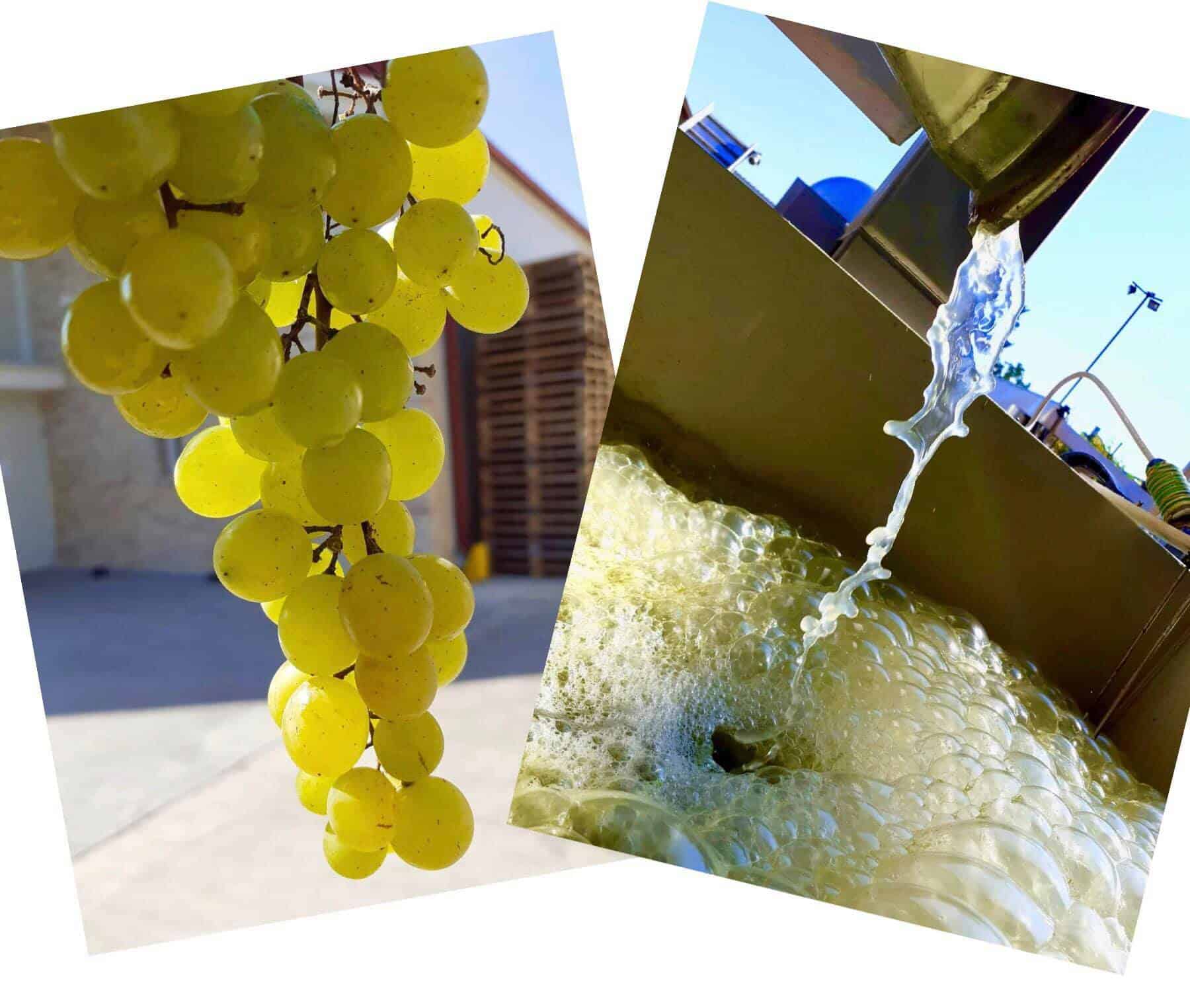 Frittmann Winery, Kunság Before and after – the healthy bunch of Generosa grape, and the freshly pressed juice. Generosa is a rather rare resistant variety, read more about it in our Grape Dictionary!