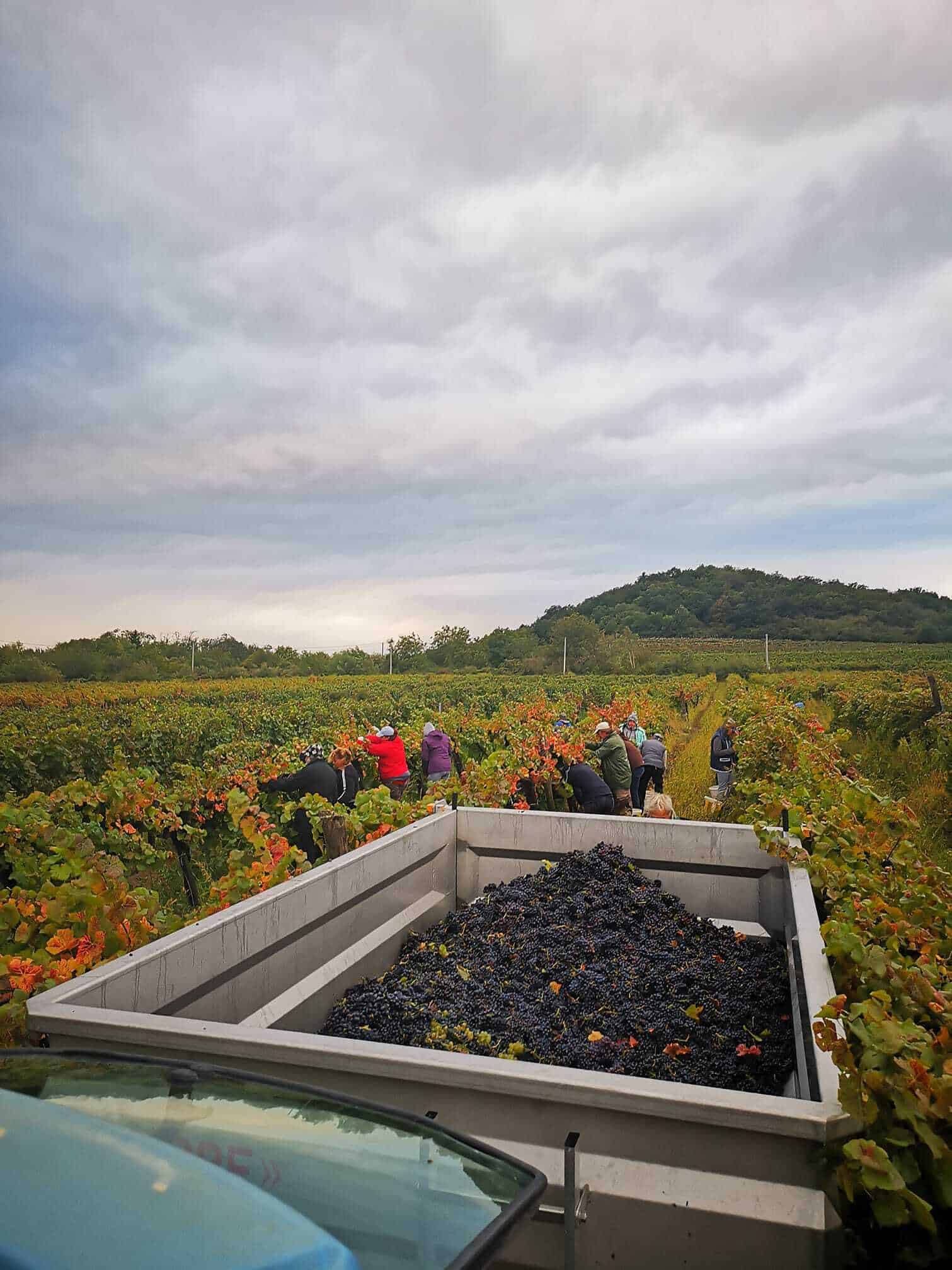 Taschner Winery and Sparkling Wine House, Sopron Kurt Taschner, the owner of the winery is famous for his beautiful photos – it is worth visiting his Facebook page full of stunning pictures of sunrise above the vineyards and Neusiedler See. Here pickers are harvesting Pinot Noir.