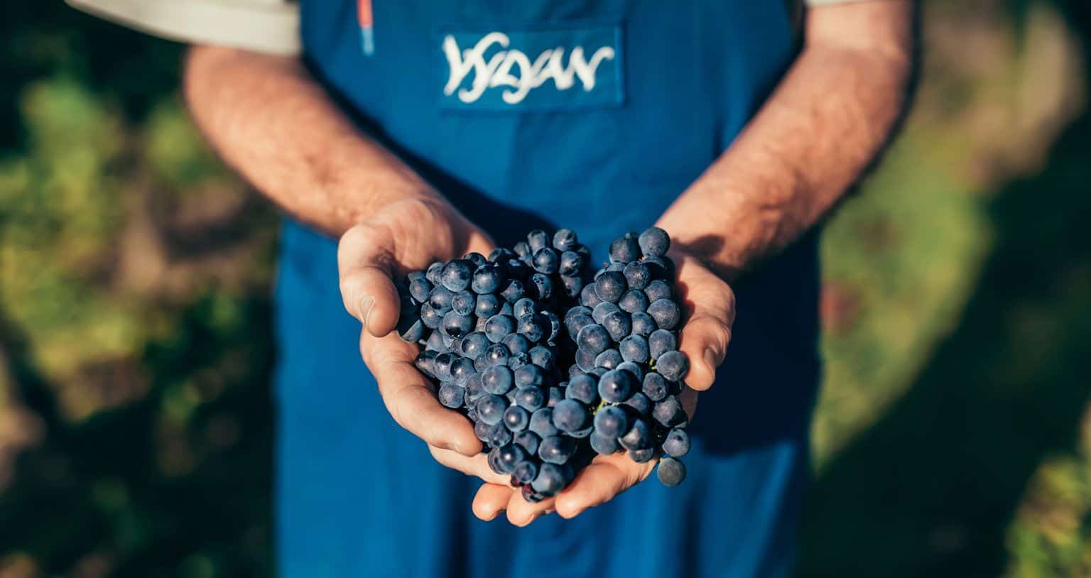 Vylyan Vineyard and Winery, Villány Vylyan does not only make amazing wines to please us, but the team is also happy to educate us. They have collected some frequently asked questions regarding the harvest, and of course they have given the answers as well.
