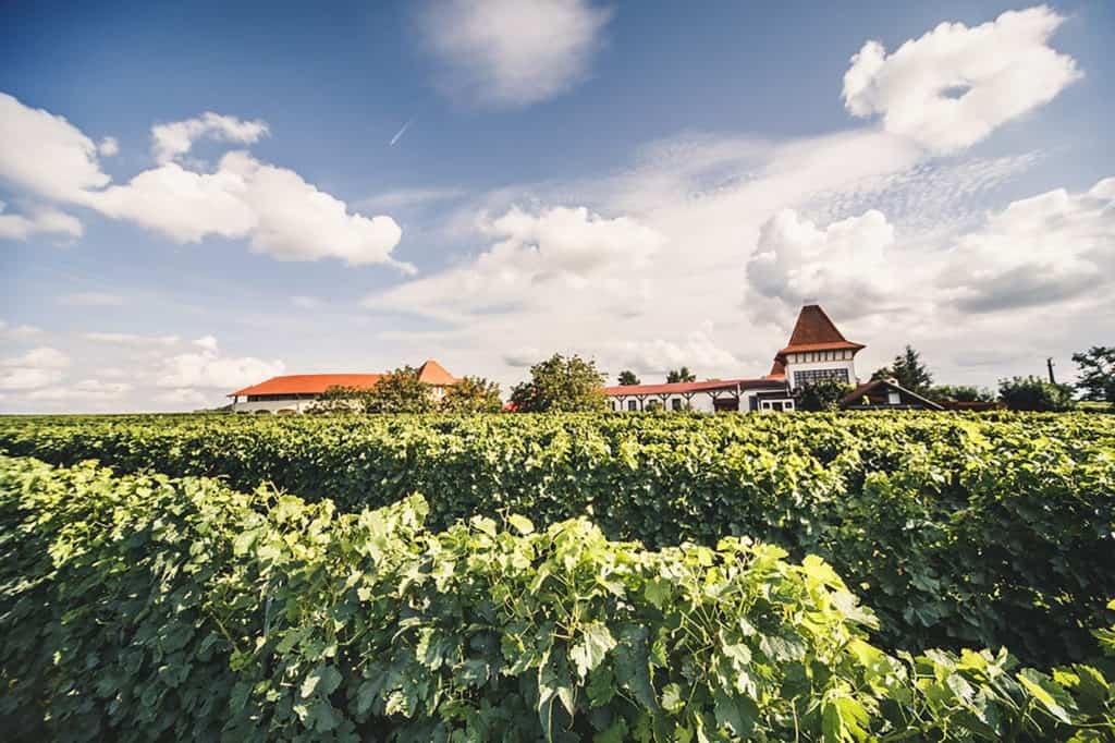 Garamvári Vineyard owns altogether 80 hectares of outstanding terroirs with unique climate on the slopes of Balatonlelle, Balatonboglár and Szőlősgyörök. These great vineyards nurture low yield grapes of infinite varieties, which give the base of the wines and sparkling wines of the estate.