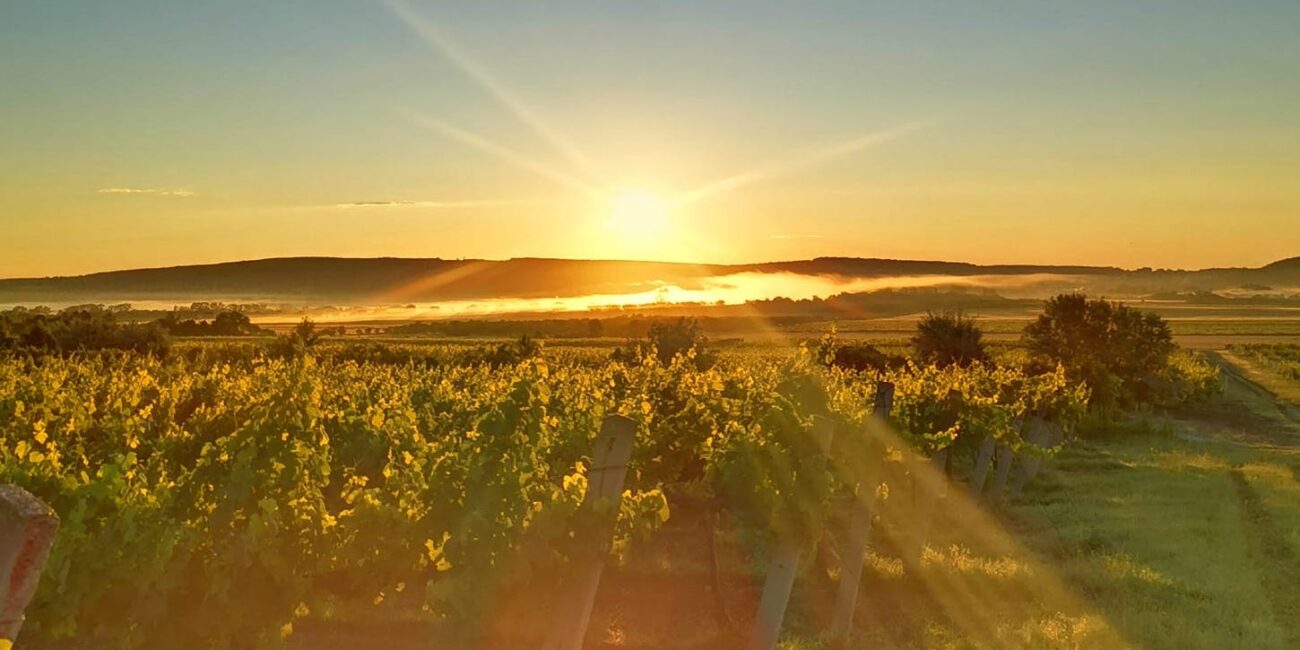 Taschner vineyard in Sopron