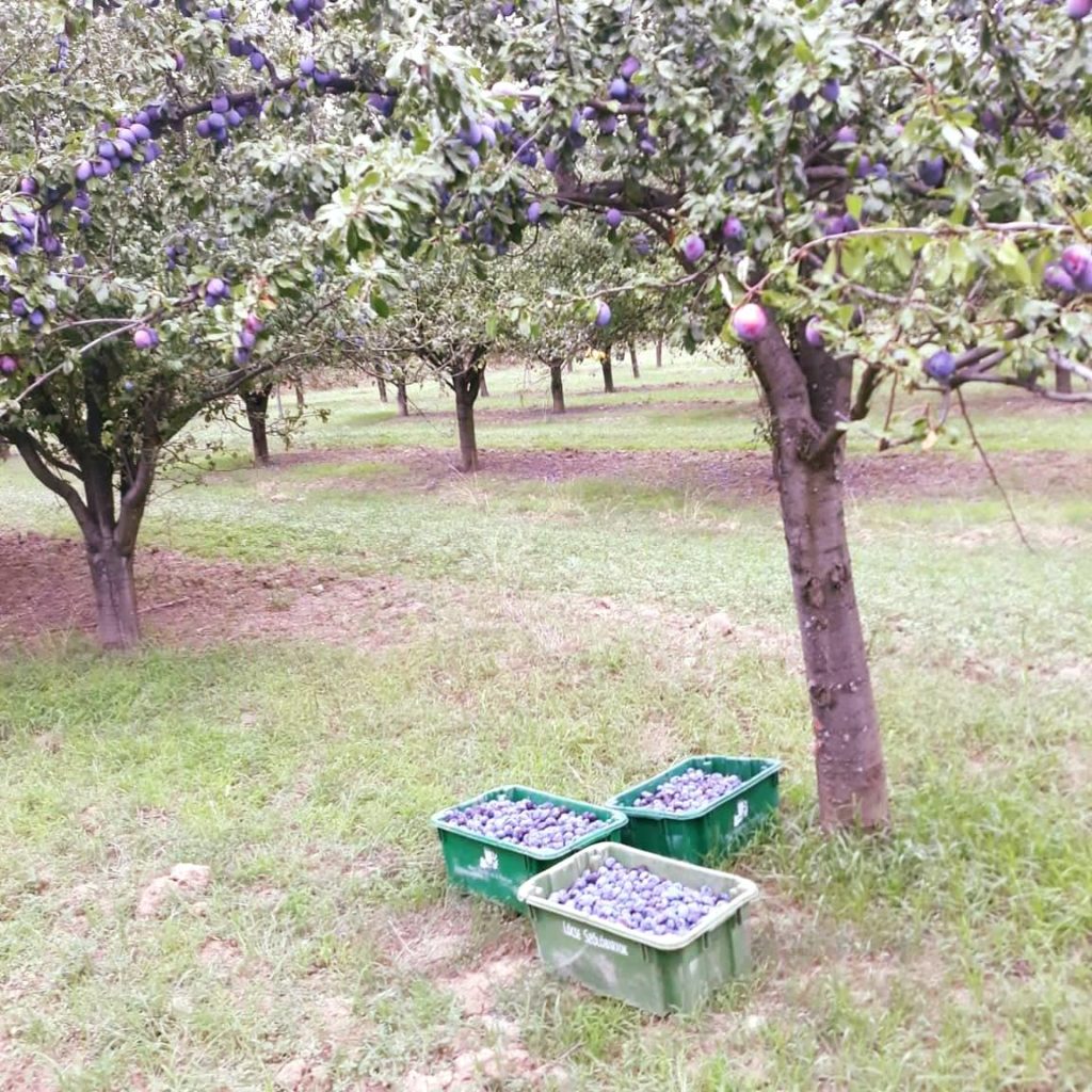 plum harvest at Béres