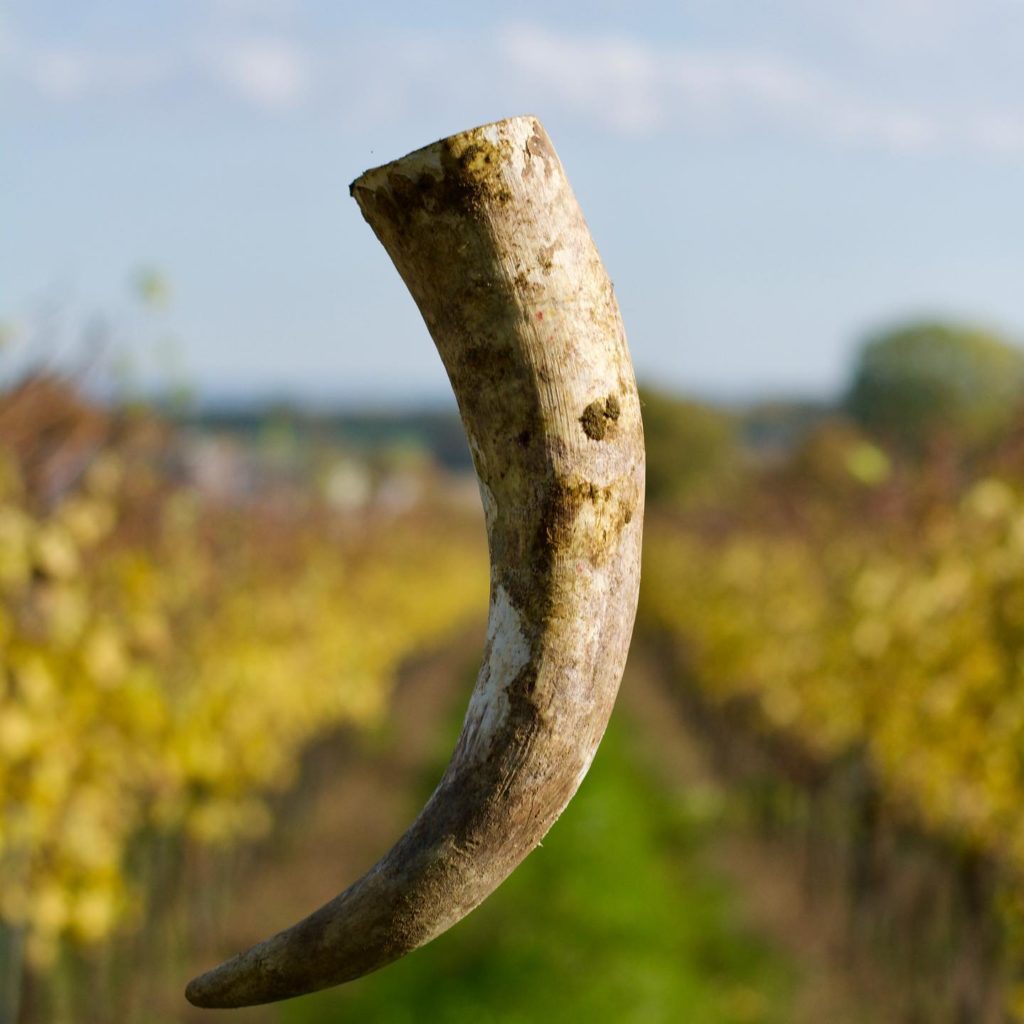 kristinus-balaton.wine-biodynamic-hungary Kristinus Biodynamic wine estate Balaton, Hungary