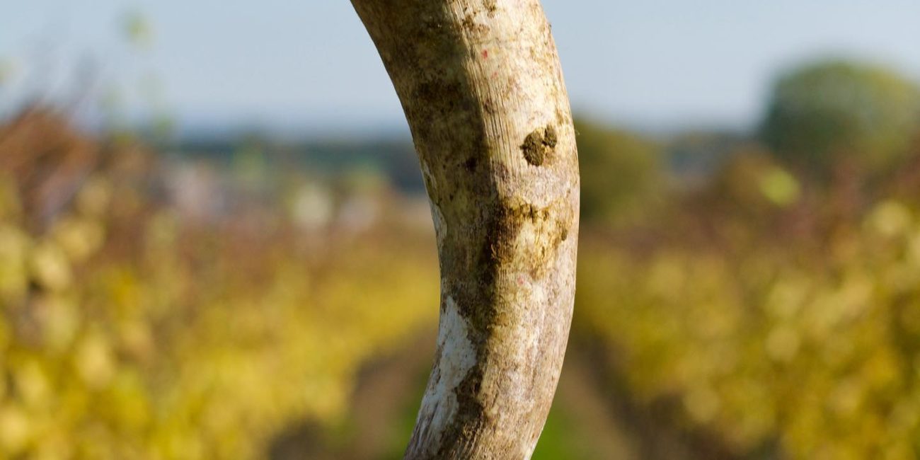 Kristinus Biodynamic wine estate Balaton, Hungary