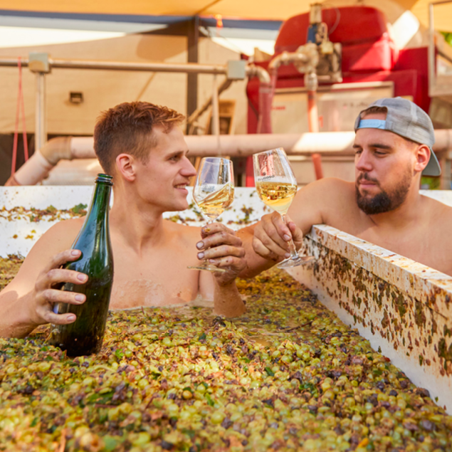Bujdosó Winery Balaton celebrate harvest, Hungary