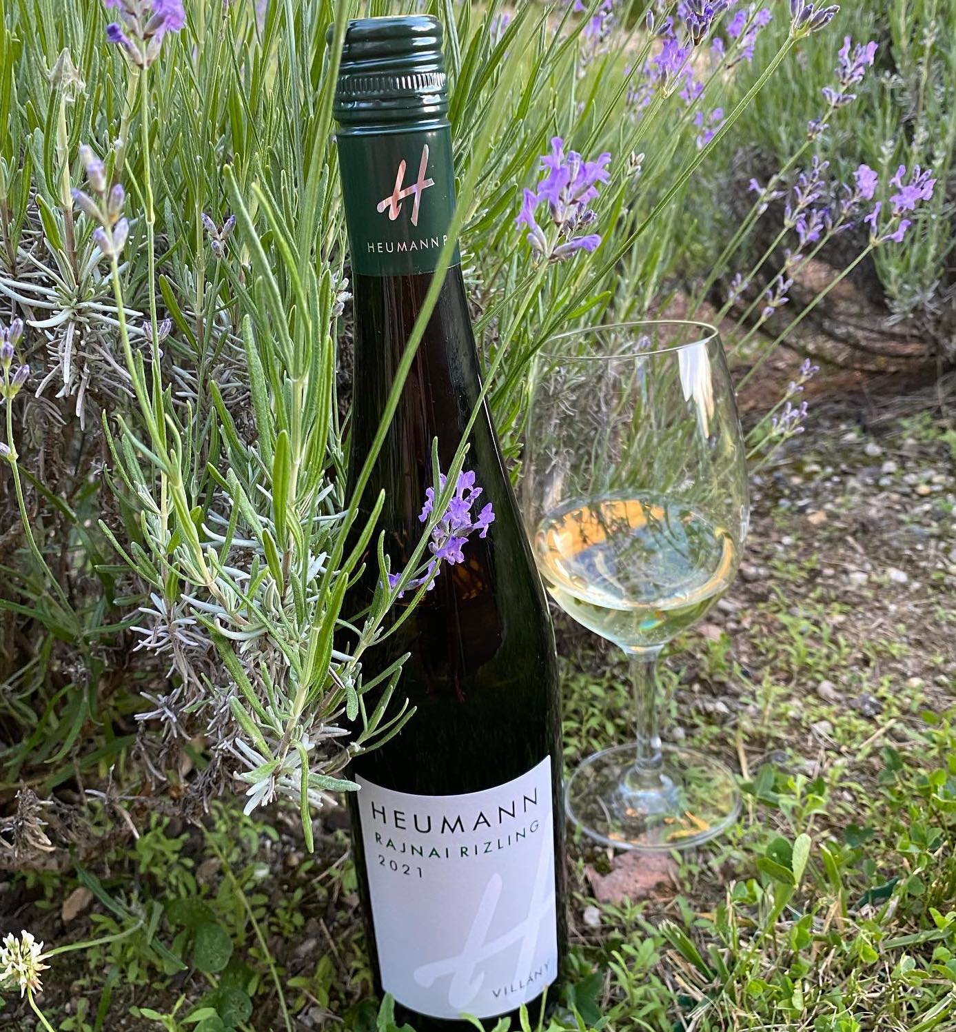 Heumann Rhine Riesling Villány Hungary