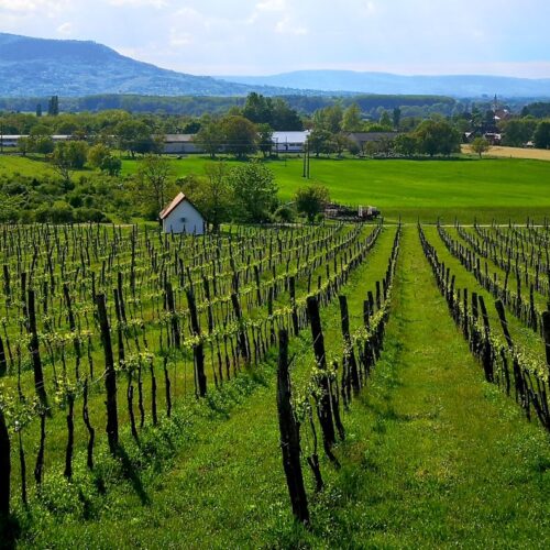 the-view-from-sabar-winery-towards-szent-gyorgy-hill