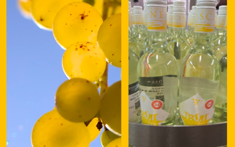 Sopron Taschner Irsai Olivér wine 2024, Hungary