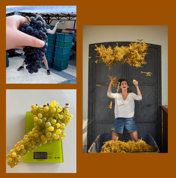 Hungary harvest funny photos 2024