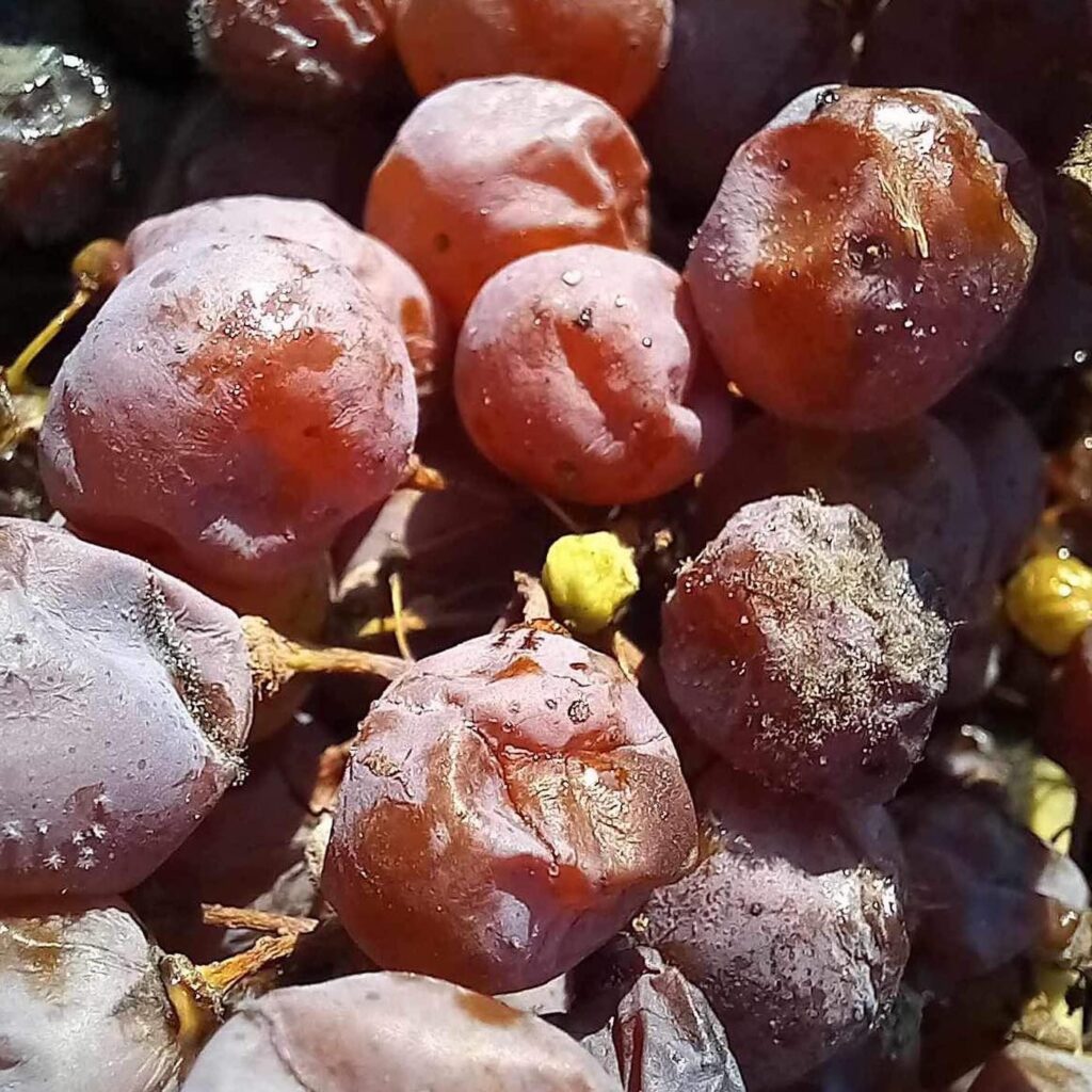 Botrytised grapes harvest Tokaj Béres 2024 Hungary