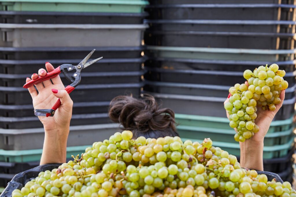 Kata Zsirai winemaker Tokaj Hungary harvest 2024