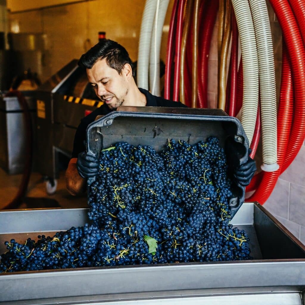 Dániel orbán Dominium Winery, Mátra Hungary harvest