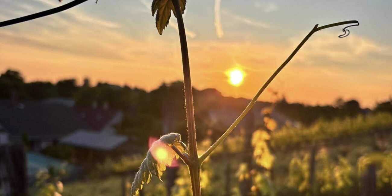 Somló vineyard Hungary Csetvei Cellar