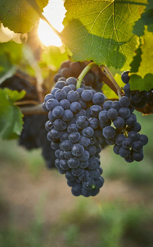 pinot-noir-tasting-badacsony-hungary-2026-6 Pinot Noir