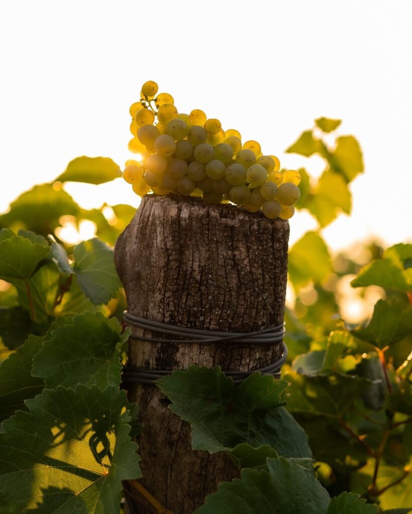 Frittmann harvest early morning
