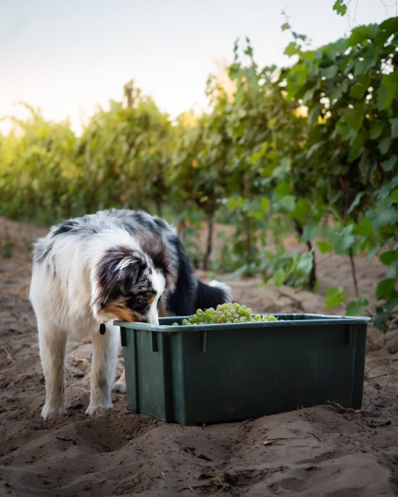 Frittmann harvest with a dog